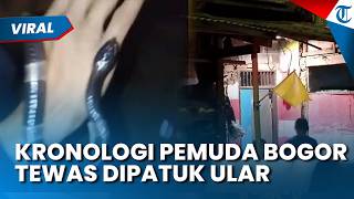 KRONOLOGI TRAGIS PEMUDA BOGOR Tewas usai Main-main dengan Ular Weling Berbisa Mematikan