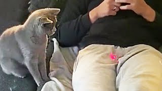 Funny Pet Reaction - Try Not To Laugh | Life Funny Pets