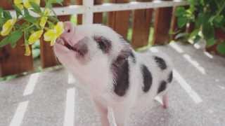 Ellie the miniature pet pig