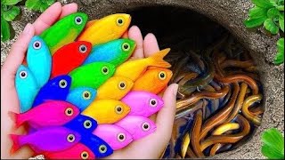 Catch Beautiful Freshwater Aquarium Fish in Flood Fields After Storm, Crayfish, Puffer Fish, Turtles