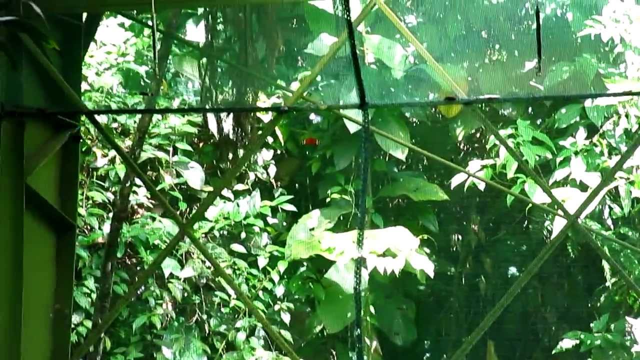 Butterfly House in the Veragua Rainforest Center Costa Rica YouTube
