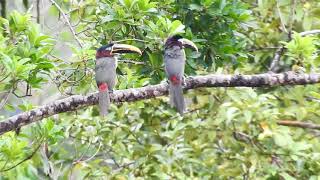 Pteroglossus castanotis, Chestnut-eared Aracari, Pichi Bandirrojo