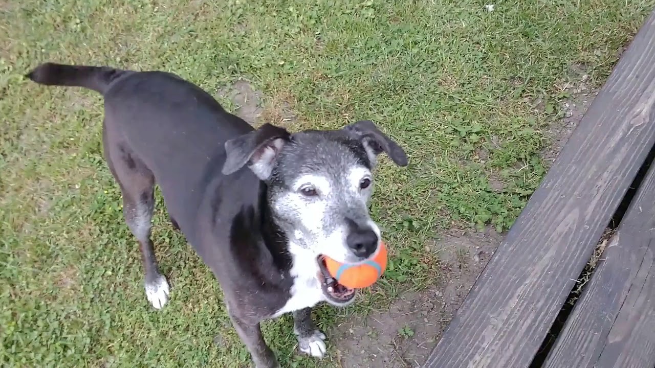 Cabo the Dog Catch YouTube