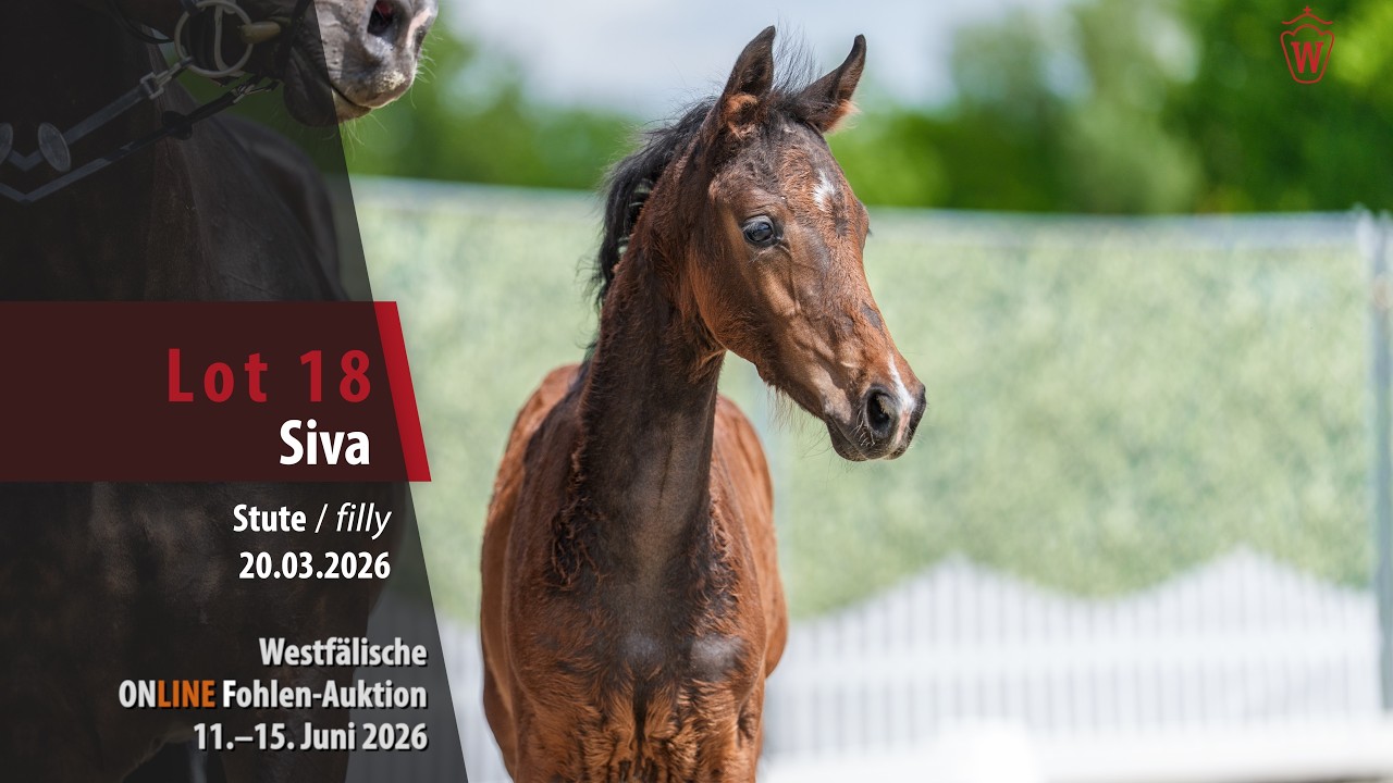 ONLINE Fohlen-Auktion Lot 18 Siva Stute v. Sir Heinrich - Borsalino