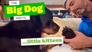 Big Dogs Meet Kittens | Annabelle Sleeps Over