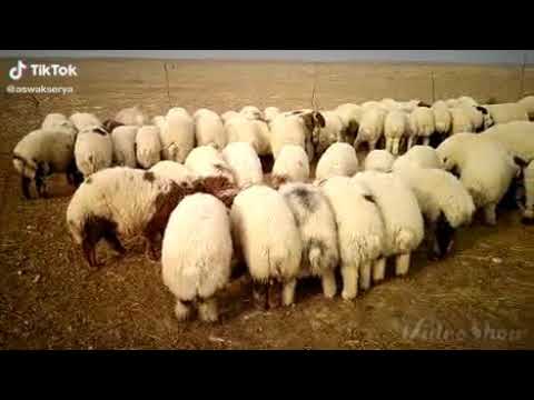 يا عين هجرت النوم عدة ليالي