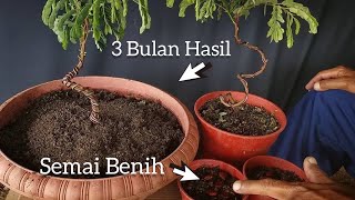 Proses Awal Semai Benih dan Pembentukkan  Bonsai Asam Jawa | Tamarindus indica
