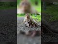 Monkey on random street part 2