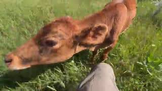 Putting The Calves to Work: Grazing Unmowable Areas on the Homestead