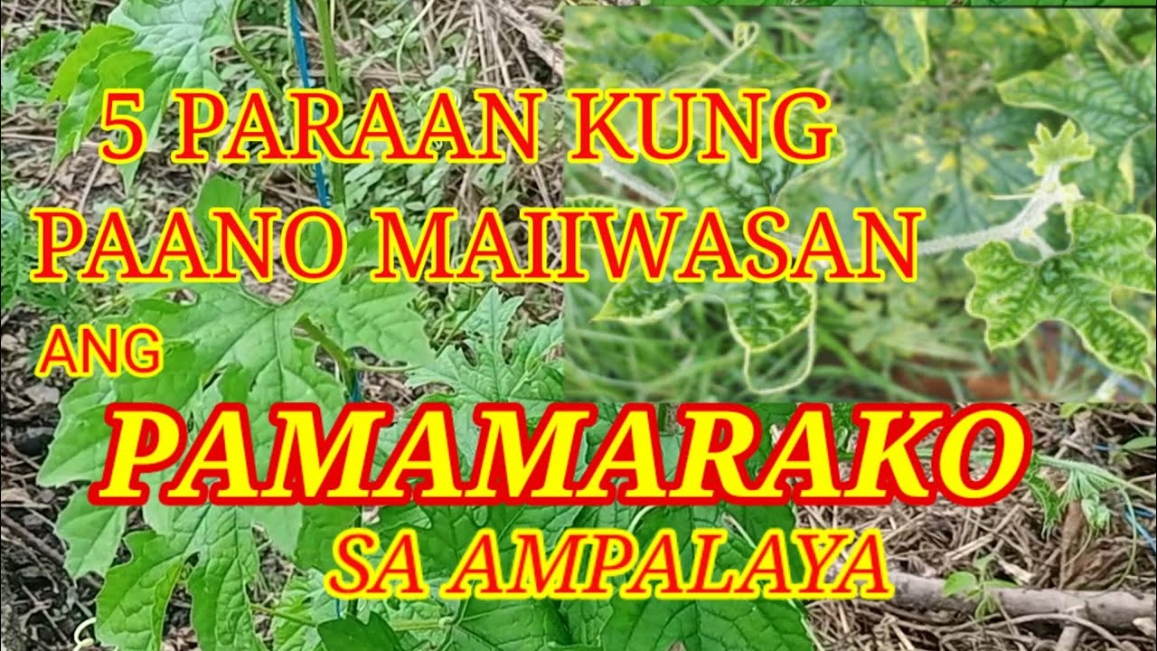 5 PARAAN KUNG PAANO MAIIWASAN ANG SAKIT NA PAMAMARAKO at ang pagkalat nito