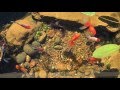 Meet the Fishes in Epic Yard Farm Natural Garden Pond 02.26.2016, Tempe, Arizona