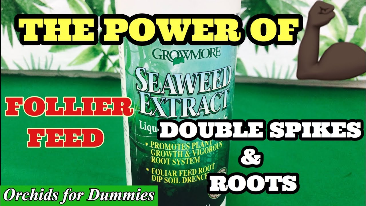 Orchid supplemental Fertilizer-Seaweed Kelp Extract