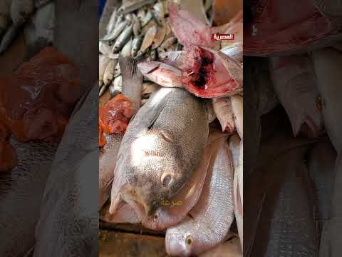 سوق الاسماك في مدينة الشحر حضرموت تعرف على انواع الأسماك عمر عرم
