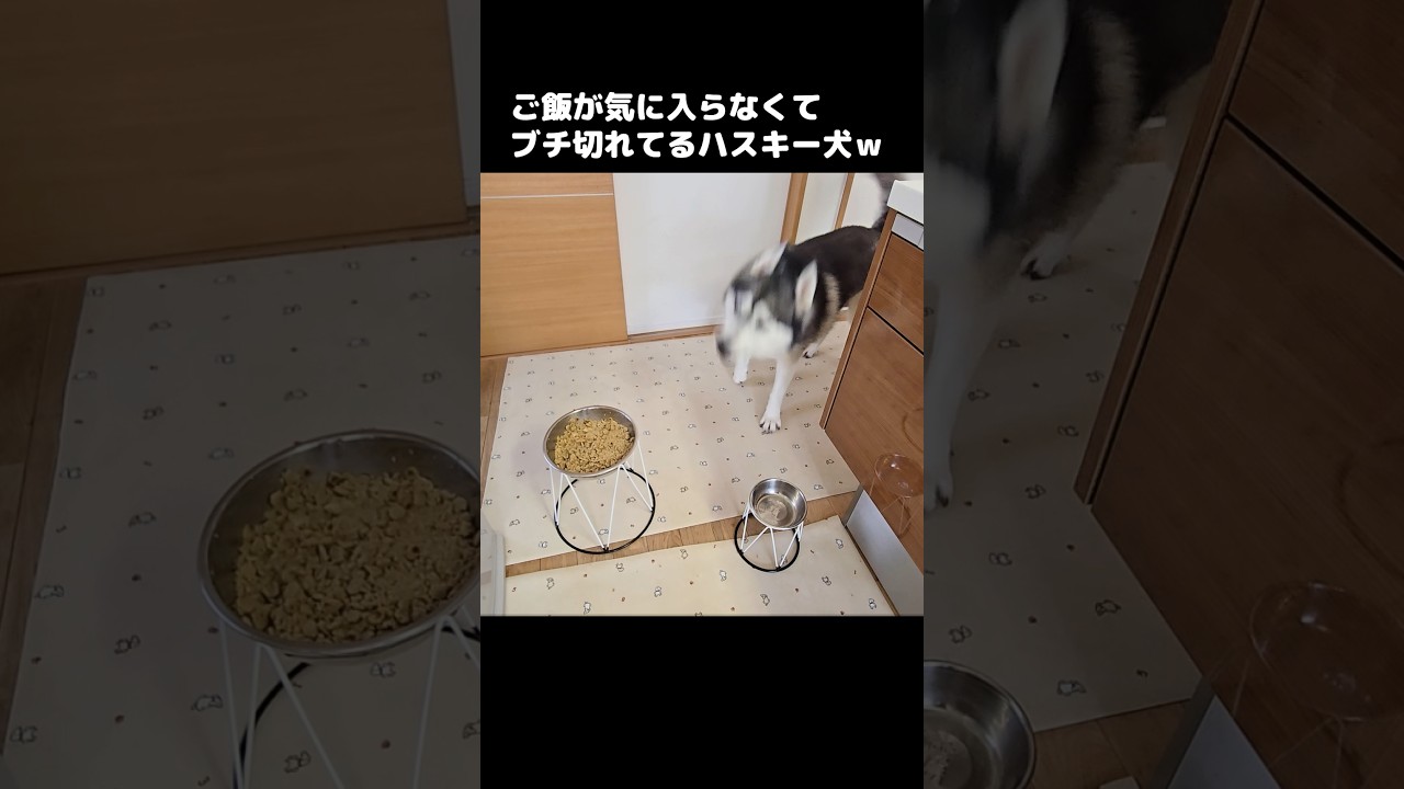 ご飯が気に入らなくて文句が止まらないハスキー犬がこちら...#shorts