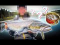 PENALTY FISHING - Trout Fishing (Loser Must Eat Surströmming) | Team Galant