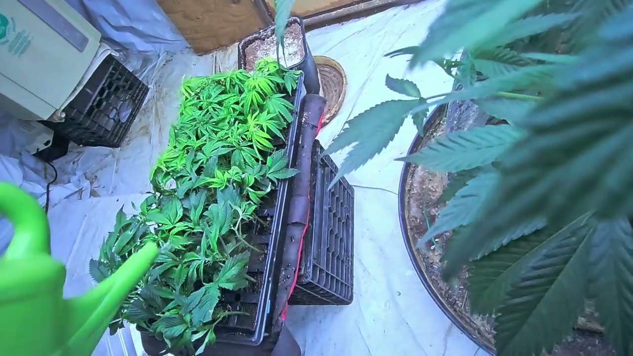 Update 7 Garlic Icing and London Pound Cake veg feeding and organizing