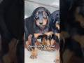Doberman ❤️🔥#doberman #shorts #short #dog #puppy #mumbai #pets #yt #ytshorts #ytshortsindia