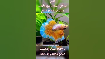 اللهم ارزقني بعين لا ترى إلا المحاسن 🕋حالات واتساب 🤲دعاء مستجاب 🕌مقاطع انستغرام 🌺أذكار 🌷مساء الخير ❤
