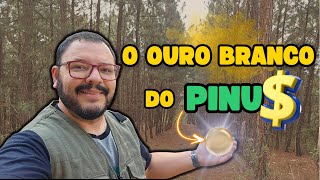 The Secret of Pine That Nobody Tells You (Is it Worth More Than Eucalyptus?)