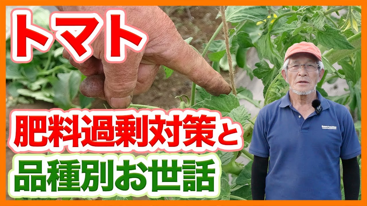 Countermeasures against excess fertilizer for tomatoes and how to