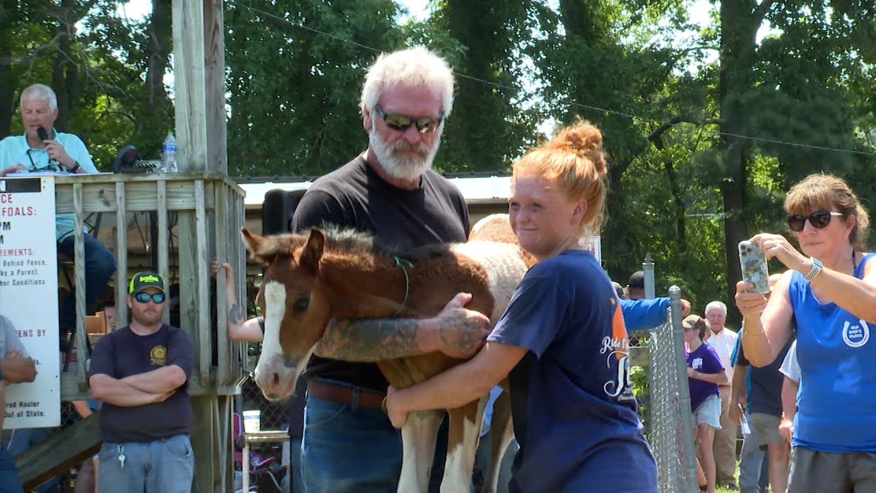 CHINCOTEAGUE PONY PENNING WEEK 5 & 6 THE AUCTION AND THE NAMES YouTube