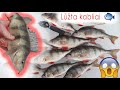 MAN KIMBA - geri atlydžio ešeriai bemasalėmis 😳🐟💥