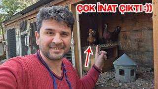 Eşe Gelen Ve Gelmeyen Güvercinlerimiz