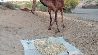 Camel Eating Gr Evening Time