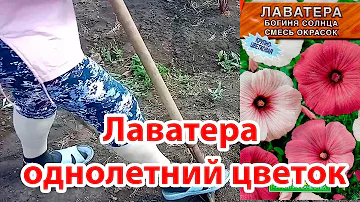 Как посадить Лаватеру семенами в открытый грунт |Богиня Солнца|Однолетнее растение|