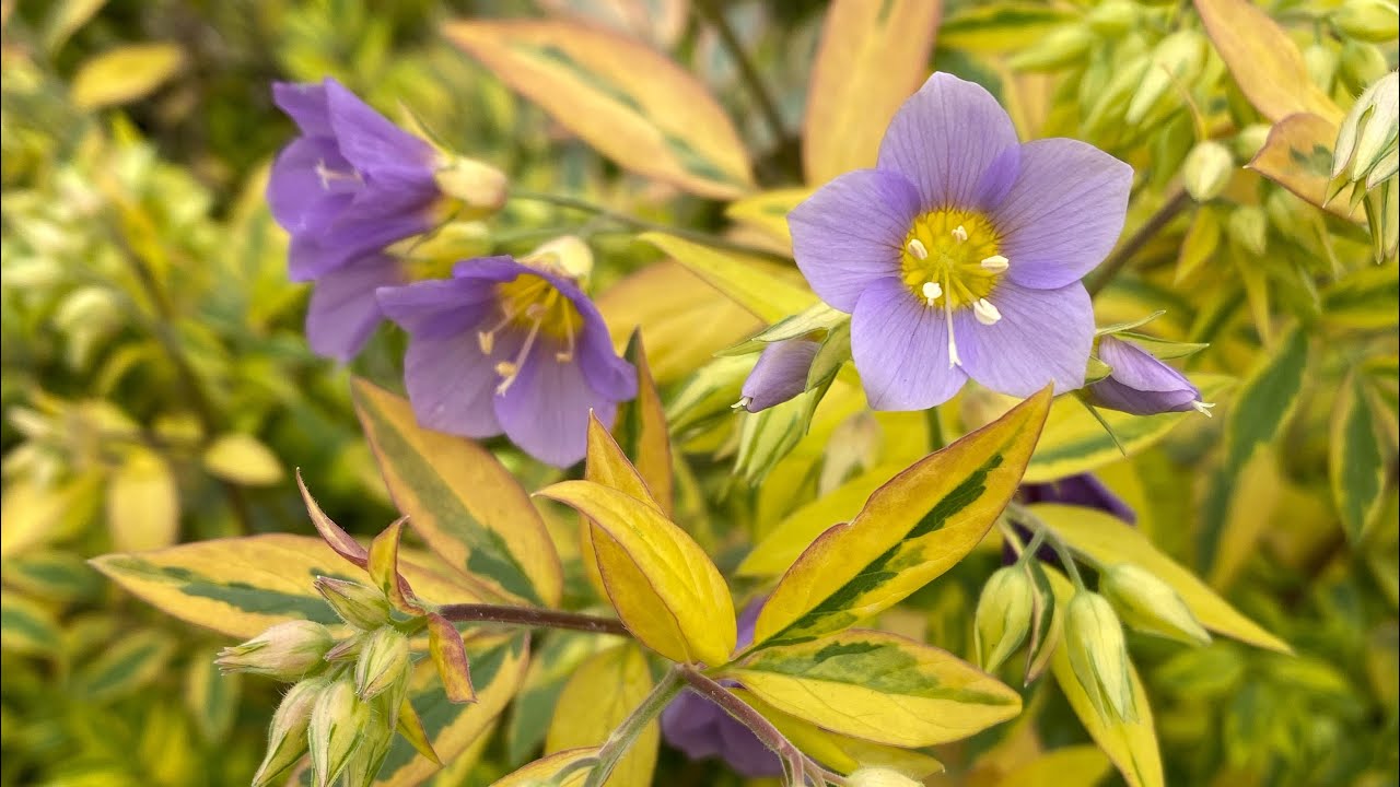 Waxing Lyrical YouTube