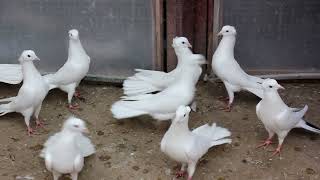 Baki Goyercinleri  Бакинские Голуби Baku Pigeons Ruslan_Sahin 2021