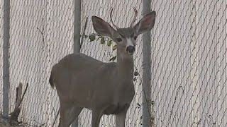 Disease that affects deer, elk detected for first time in California