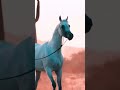 ستوريات قف شامخا فأنت الذي لا يطيح