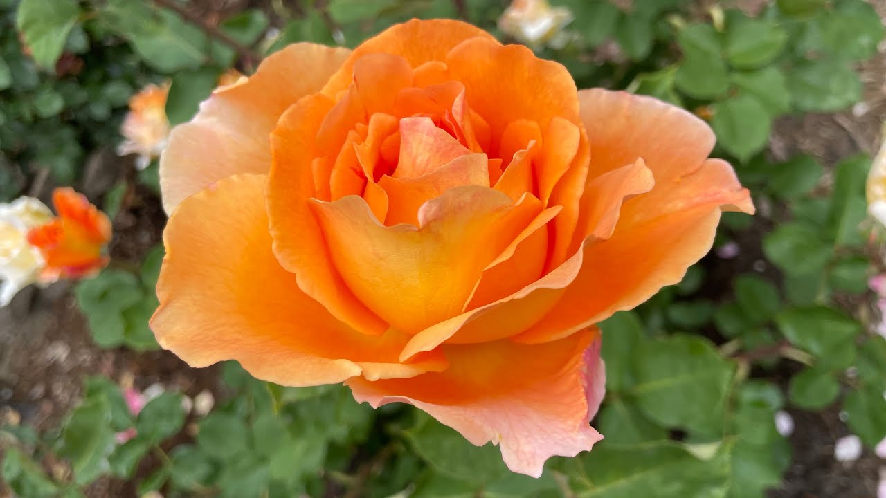 Bronze Star Rose …beautful unique copper orange YouTube