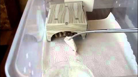 Feeding Woma Pythons