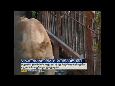 თეთრი ლომების ახალი ვოლიერი / White lions' new enclosure