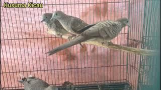 A BIRD LIKE THIS HAS A LOUD SOUND TOO JEKPOT... FINALLY