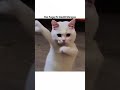 maiya❌#cat #tweettweet #funny #relatable #cute #catmemes #memes #popular #aestheic #shortvideos