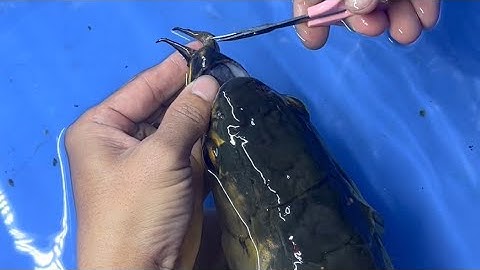 Cách chỉnh râu cho cá rồng bị nhảy dập ,cong lệch râu.