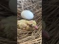Just hatch pigeon baby #asmr #birds #naturelovers
