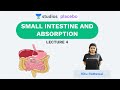 L4: Small Intestine and Absorption | Human Physiology (Pre-medical-NEET/AIIMS) | Ritu Rattewal