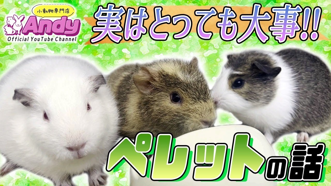 ペレットの話～うさぎ、モルモット、チンチラフード編～ - YouTube