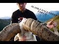 Alaska DIY Dall Sheep (Part II)