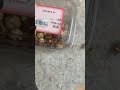 Worm-infested hazelnuts