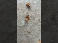 Worm-infested hazelnuts