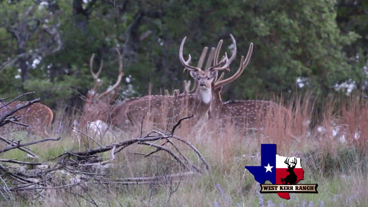 Axis Bucks Spotted on the West Kerr Ranch - West Kerr Ranch