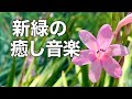 【癒しBGM】新緑が運ぶピアノの癒し|心がすっと軽くなる、やさしいリラックスBGM。作業・睡眠・読書