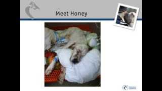 What Every Dog Owner Needs to Know About Bloat by AKC Canine Health Foundation 20,790 views 10 years ago 42 minutes