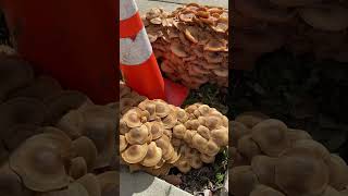 Sidewalk Mushrooms