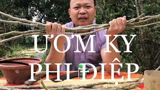 Cách ươm ky phi điệp thân già ko kích thuốc. sơn cầm